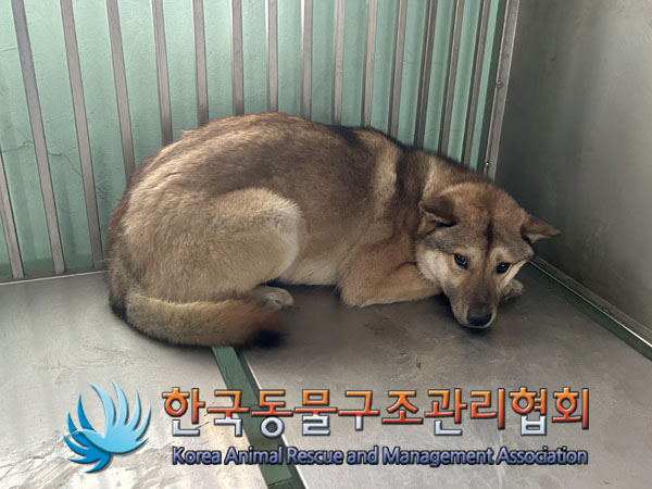 종료(안락사) 믹스…